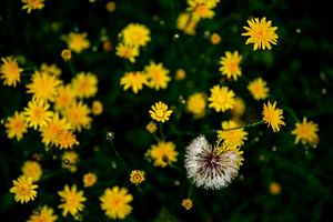 Paardenbloem na regenbui van Annemarie Goudswaard