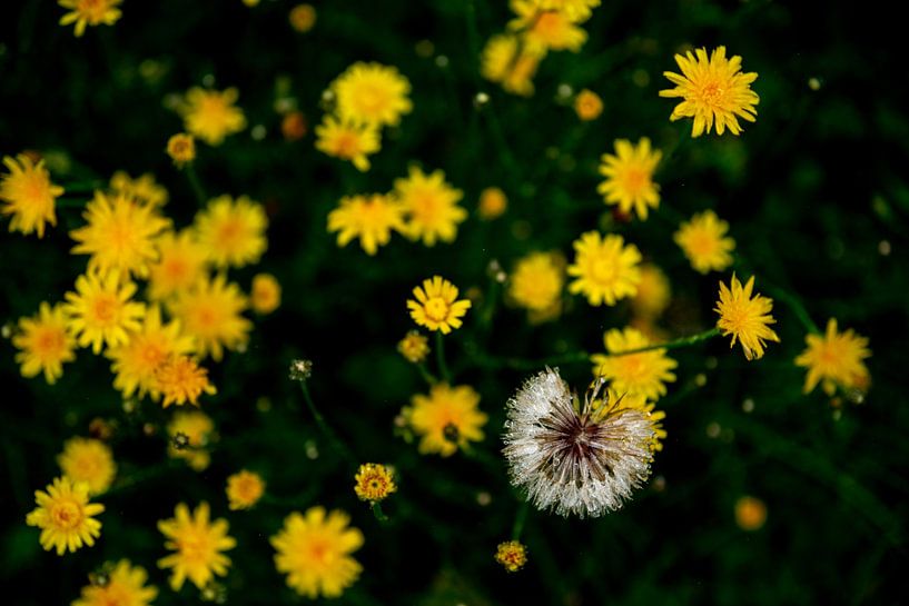 Dandelion after rain by Annemarie Goudswaard