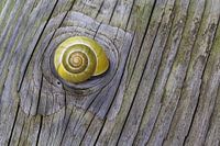 Slak en hout in fraai lijnenspel