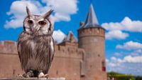 Eule auf Schloss Muiderslot