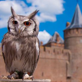 Eule auf Schloss Muiderslot von Mark Verhagen