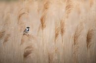 Rohrammer im Schilf. von JMV nature photography Miniaturansicht