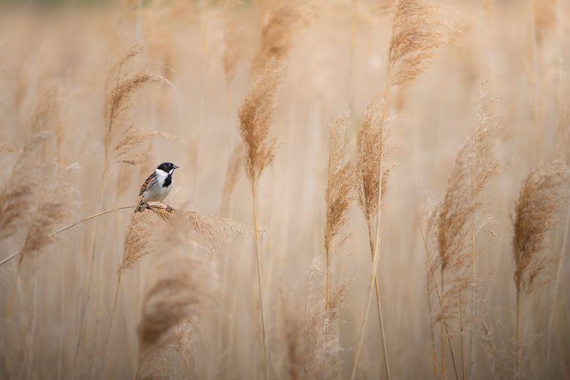 Rohrammer im Schilf. von JMV nature photography