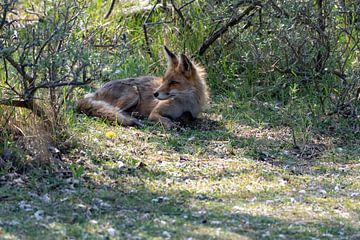 Fox by Merijn Loch