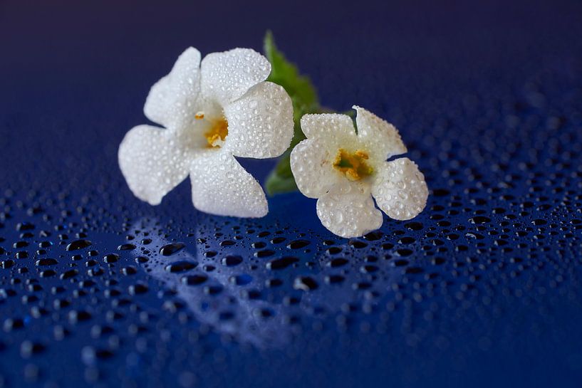 Witte bloemen met druppels van Cor de Hamer