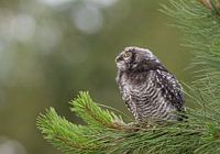 Sparrow owl