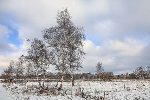Winterlandschap met berken in het natuurreservaat Pfrunger-Burgweiler Ried - Baden-Württemberg