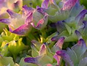 Hortensia by By Foto Joukje thumbnail