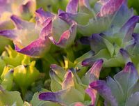 Hortensia