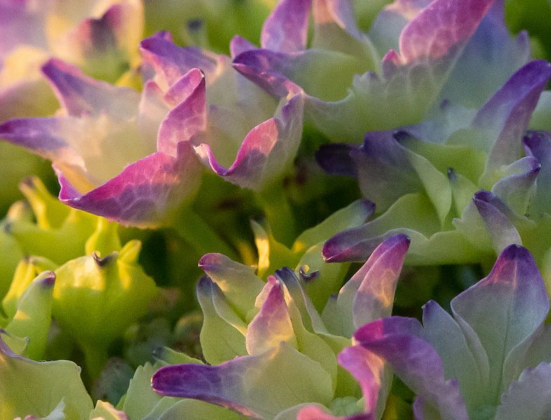 Hortensia by By Foto Joukje