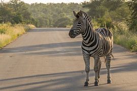 Zebra in the way by Marijke Arends-Meiring