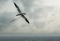 voor het nest