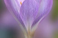 Crocus