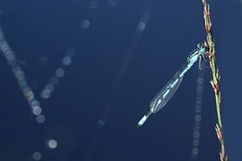 waterjuffer van Antwan Janssen