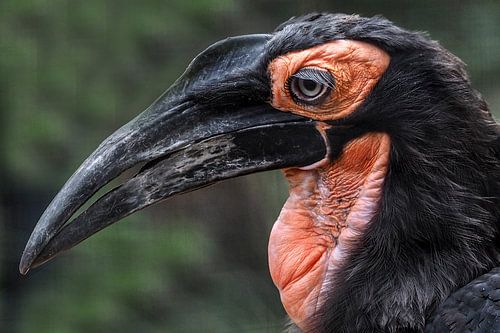 zuidelijke hoornraaf of zuidelijke grondneushoornvogel (Bucorvus leadbeateri syn. Bucorvus cafer)
