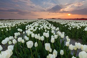 Sunset at Zijldijk sur Ron Buist