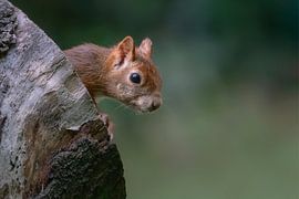 Eichhörnchen schaut neugierig nach draußen. von Albert Beukhof