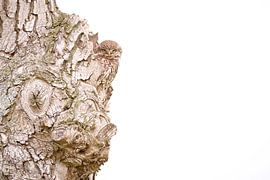 Steinkauz von Andy van der Steen - Fotografie