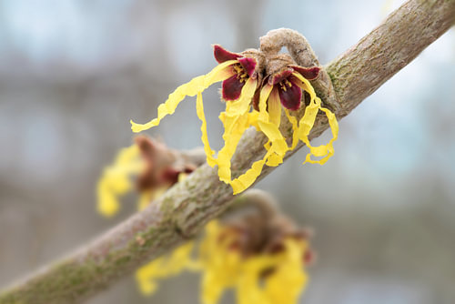 Zaubernuss (Hamamelis mollis) in Blüte, gelbe Blüten der Heilpflanze vor einem verschwommenen Bokeh-