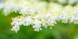 Die Holunderblüte im Frühling von Sjoerd van der Wal Fotografie