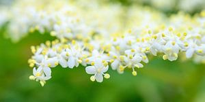 Die Holunderblüte im Frühling