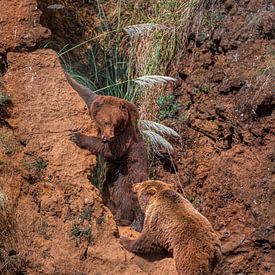 Bruine beren achtervolgen op een heuvel van Laura Sanchez