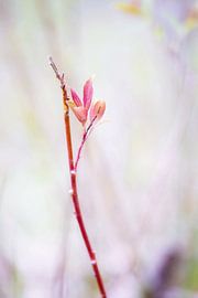 Simplicity by Sonja Onstenk