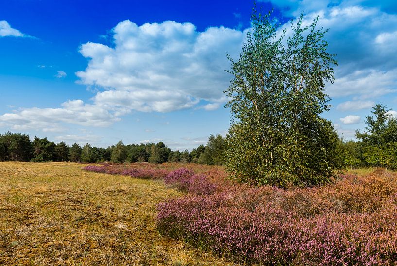 heide en natuur in maasduinen van ChrisWillemsen