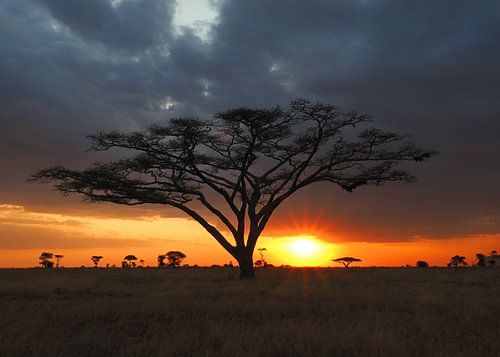Acacia boom bij zonsondergang in de Serengeti