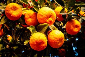 reife Orangen am Baum