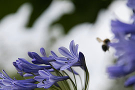 African lily with a bumblebee in the background by Anton Pater, Reisfotografie