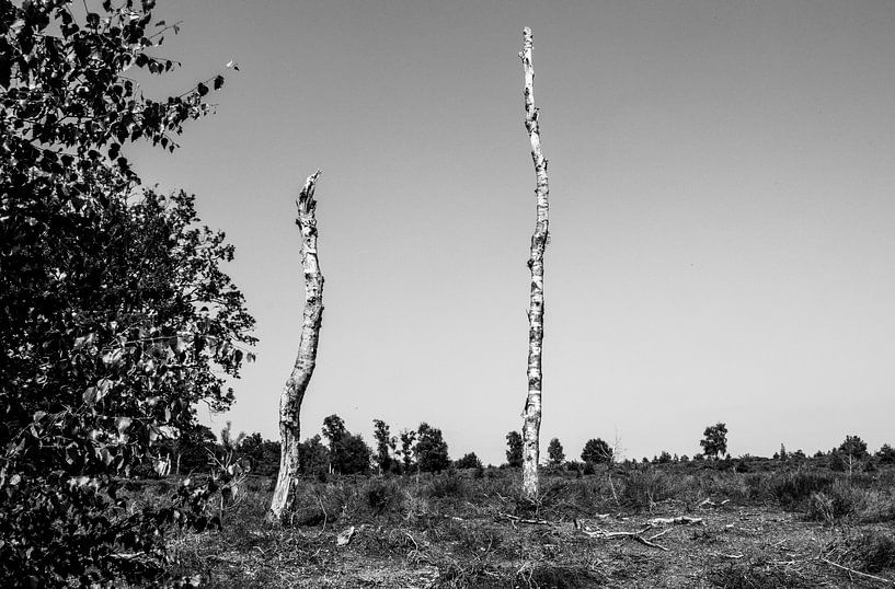 Sobald von Crystal Clear