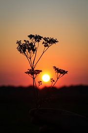 Beautiful sky with sunset by Debby Gelderloos