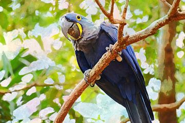 Papegaaien en ara's: Hyacinthara (bewerkt als aquarel) van RKoolspics