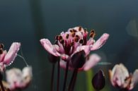 Fleur de cygne par FotovanHenk Aperçu