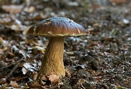 Steinpilz (Pilz) von Merijn Loch