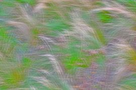 PRÉ FLEURI 6 sur Miroslav Ptacek