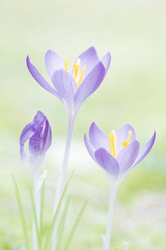 Crocus