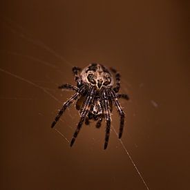 spin in net bruin achtergrond van scott van maurik