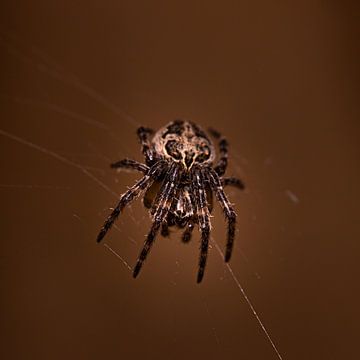 Spinne im Netz brauner Hintergrund von scott van maurik