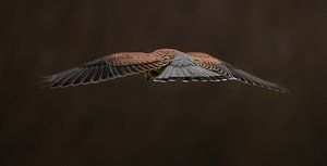 Turmfalke beim Beten am Himmel.
