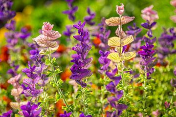 Zomerse kleuren van de Salvia