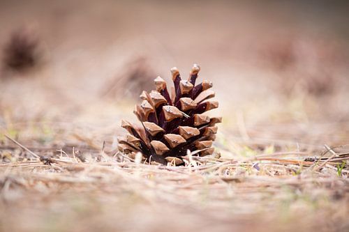 Pine cone on the ground