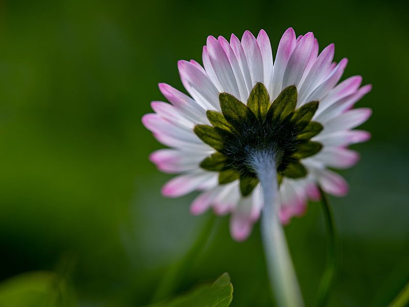 Gänseblümchen von unten von Andreas Müller