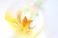 Orchidee
