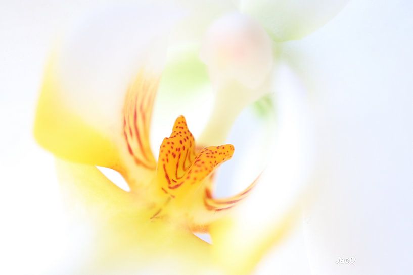 Orchidée par JacQ