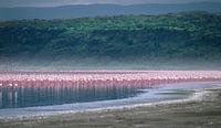 129 Flamingos Kenya Nakuru 2 - Scan From Analog Film van Adrien Hendrickx thumbnail