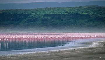 129 Flamingos Kenya Nakuru 2 - Scan From Analog Film van Adrien Hendrickx