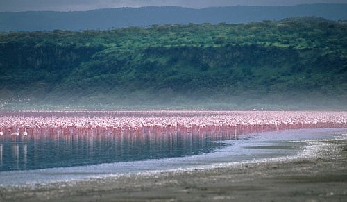 129 Flamingos Kenya Nakuru 2 - Scan From Analog Film