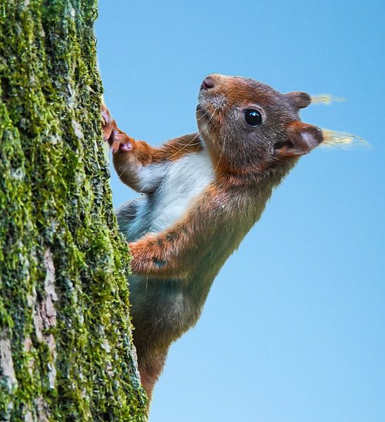 Nieuwsgierige eekhoorn. Bestel max 120 van Natuurpracht   Kees Doornenbal